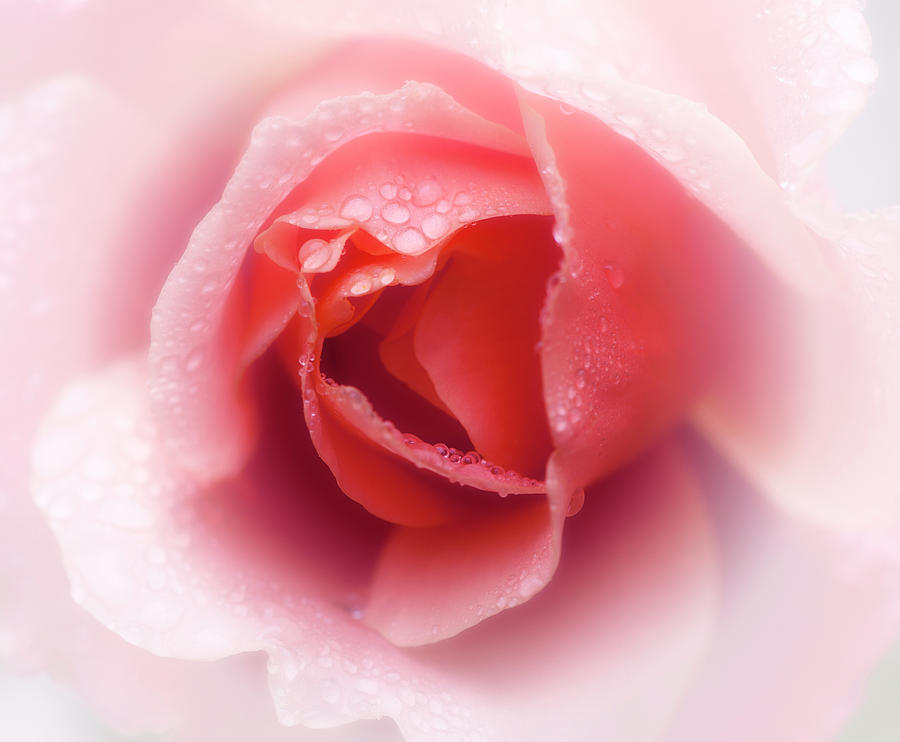 Rose Photograph - Faded Rose by Stephen Anderson