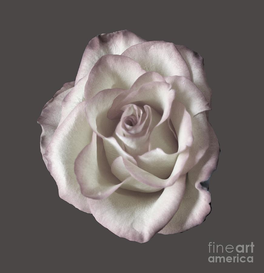 Faded Rose With No Background Photograph by Dawn Edwards - Fine Art America