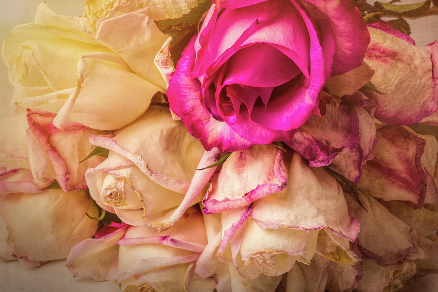 Faded Roses Photograph by Garry Gay