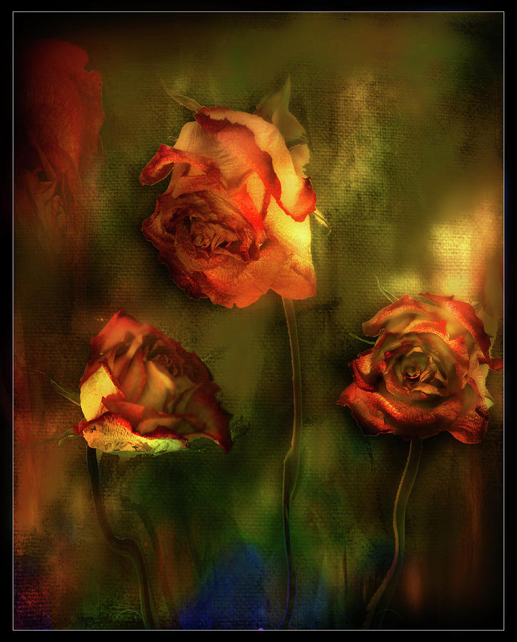 Faded Roses Photograph by John Anderson