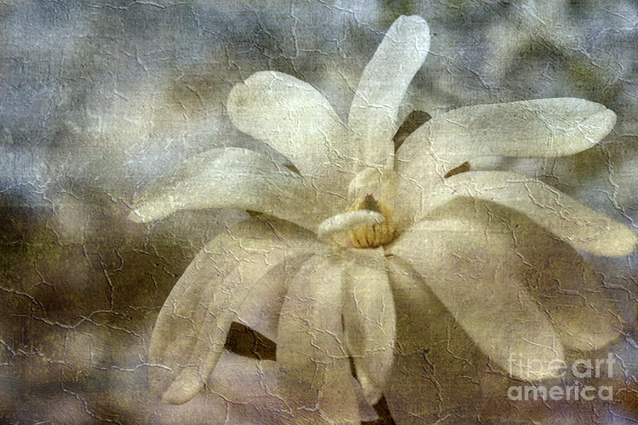 Faded Star Magnolia Photograph by Benanne Stiens