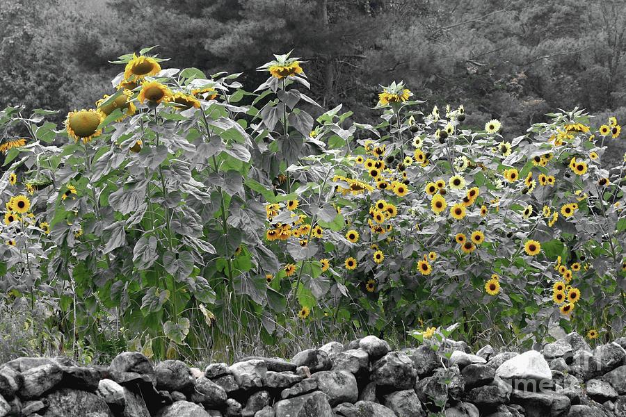 Sunflower Photograph - Faded Sunflower Garden by Smilin Eyes Treasures