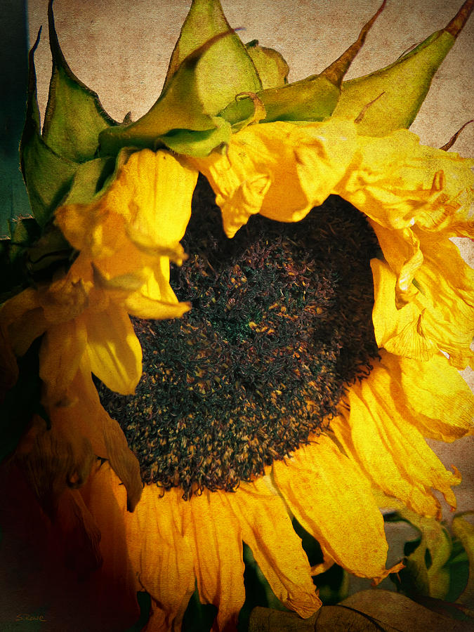 Sunflower Photograph - Faded Sunflower by Shawna Rowe