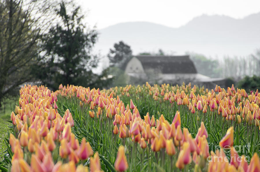 Faded Tulip Barn Photograph by Louise Magno