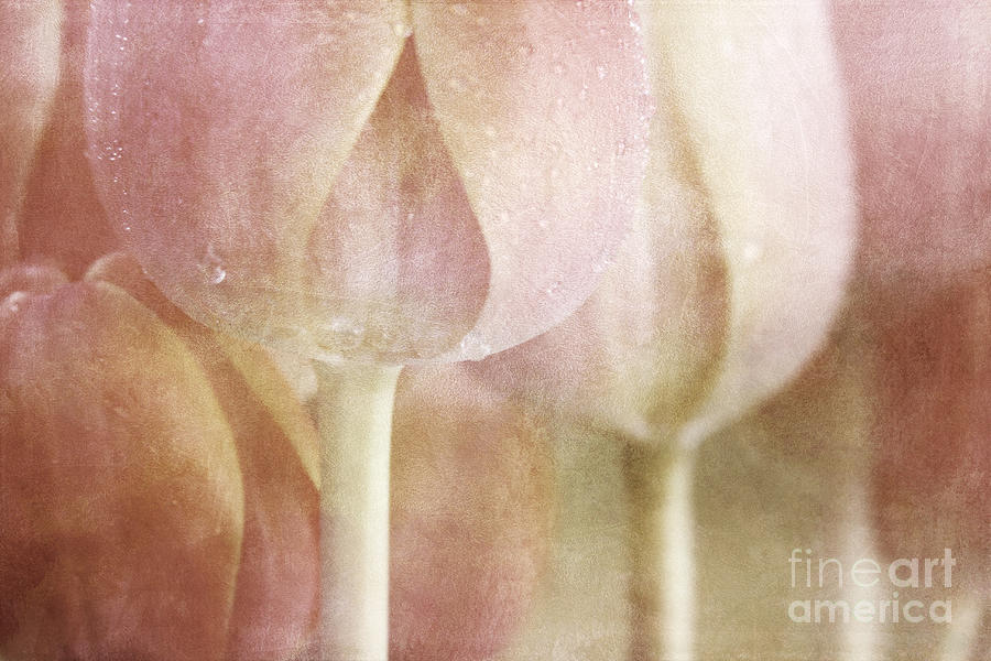 Faded Tulips Digital Art by Jayne Carney