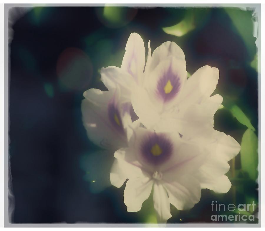 Faded White Flowers Photograph