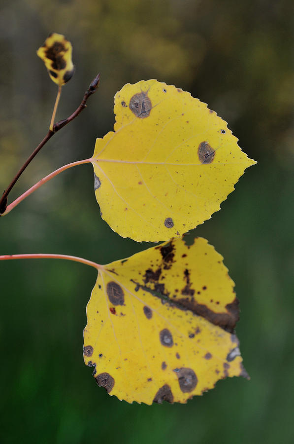 Fading Aspen I Photograph by Ron Cline