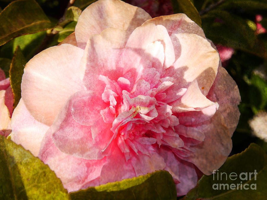 Fading Camellia Photograph by Brenda Kean