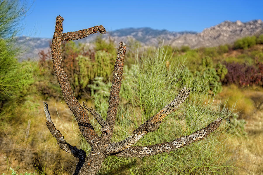 Fading Cholla h1818 Photograph by Mark Myhaver