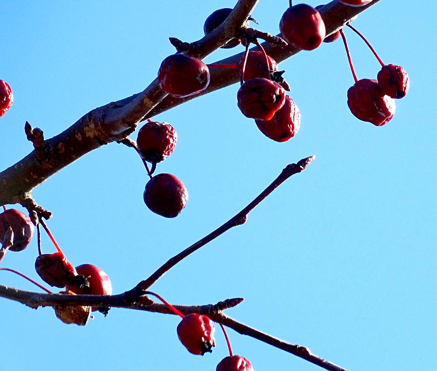 Fading Crabapple by Amanda Balough Fading Crabapple by Amanda Balough