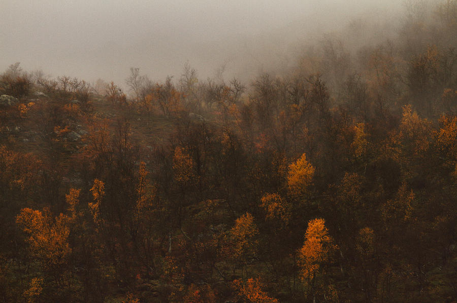 Fading Fall Colors I Photograph by Pekka Sammallahti
