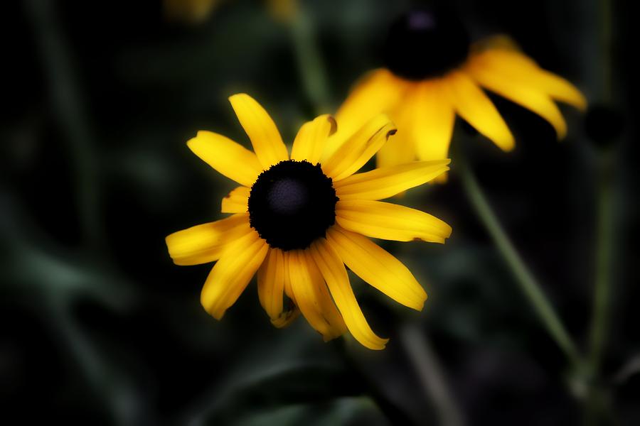 Fading Flowers Photograph by Bill Denton