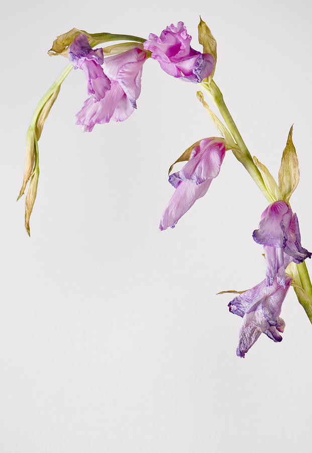 Fading Gladiolus Photograph by Cheryl Day