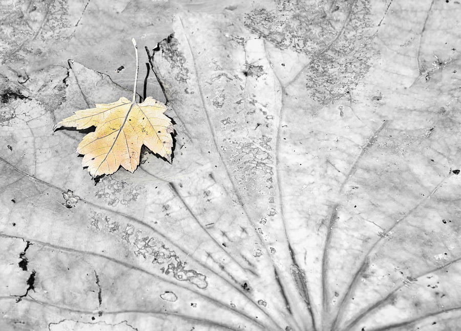 Fading Leaf on Lily Pad Photograph by Greg Jackson