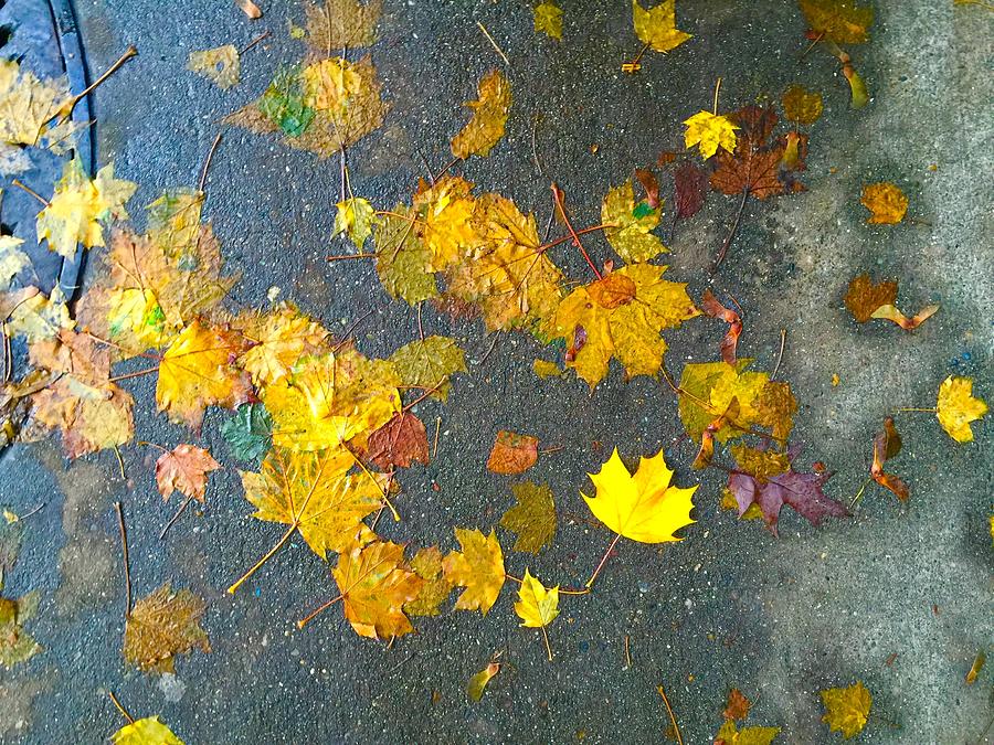 Fading Leaves Photograph by Suzanne Lorenz