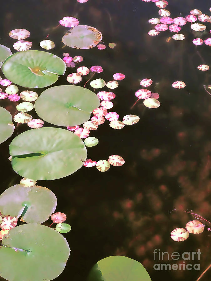 Fading Lily Pads Photograph by Maria Janicki