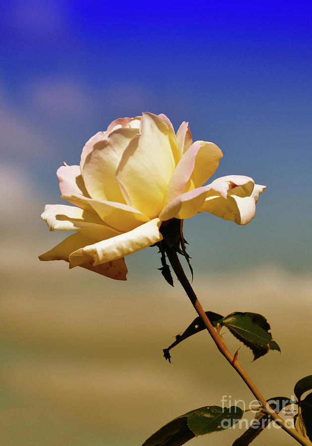 Fading Photograph - Fading October Rose by Wanda-Lynn Searles Fading Photograph - Fading October Rose by Wanda-Lynn Searles