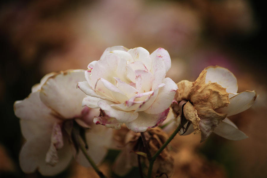 Rose Photograph - Fading Roses by Cheryl Day