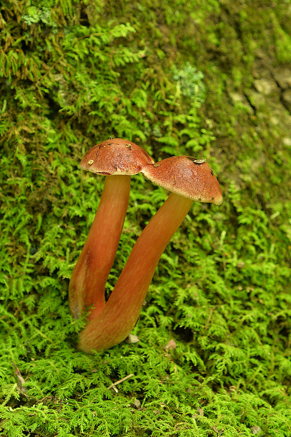 Fading Scarlet Cap Mushroom Photograph by Alan Lenk