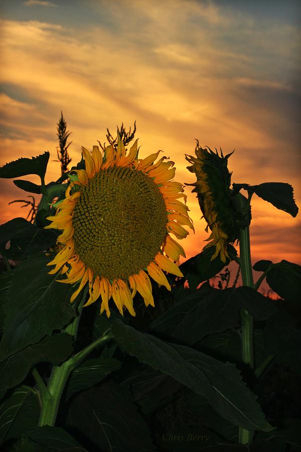 Fading Sunflower Photograph by Chris Berry
