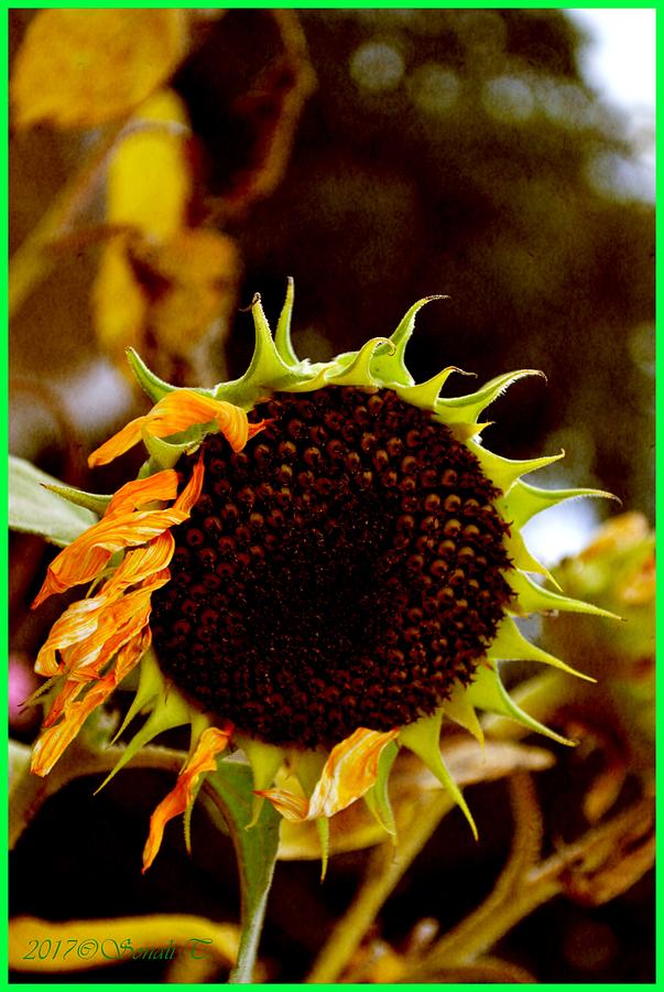 Fading Sunflower Photograph by Sonali Gangane
