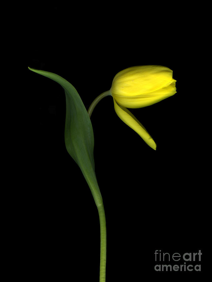 Flower Photograph - Fading Tulip by Christian Slanec