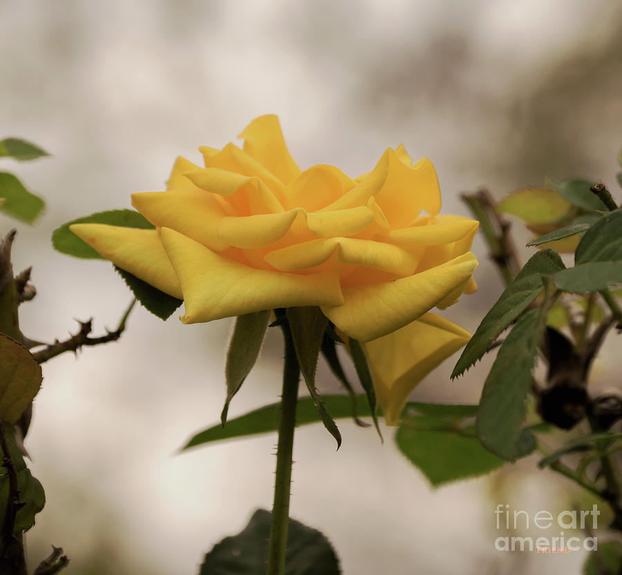 Fading Yellow Rose 1 Photograph