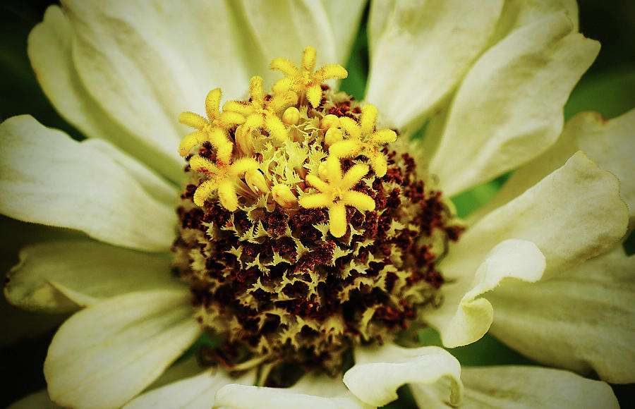 Fading Zinnia Photograph by Kenneth Roberts