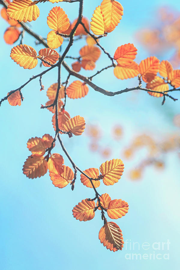 Fall Photograph - Fagus Melody by Evelina Kremsdorf