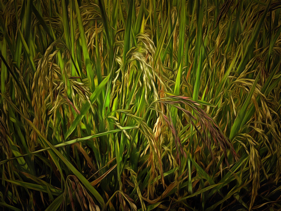 Crop Photograph - Failure of a crop by Ashish Agarwal