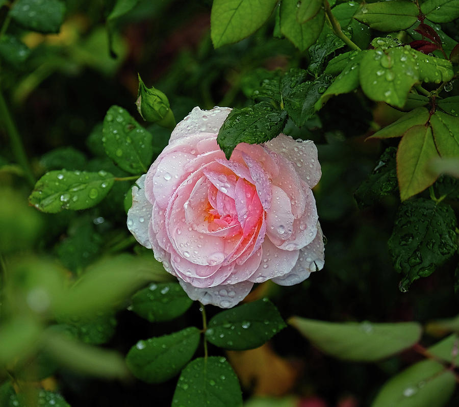 Fair pink rose Photograph by Ronda Ryan