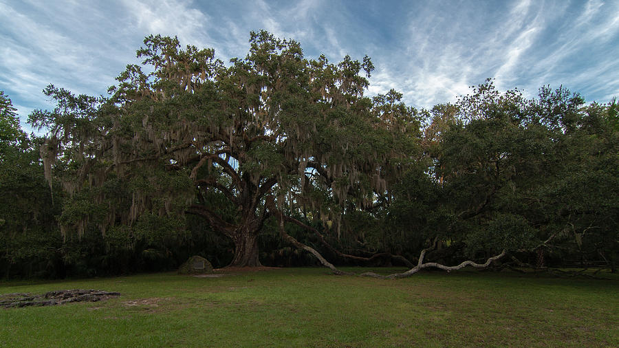 Fairchild Oak Photograph by Paul Rebmann