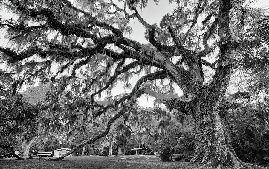 Fairchild Tree Photograph by Dillon Kalkhurst