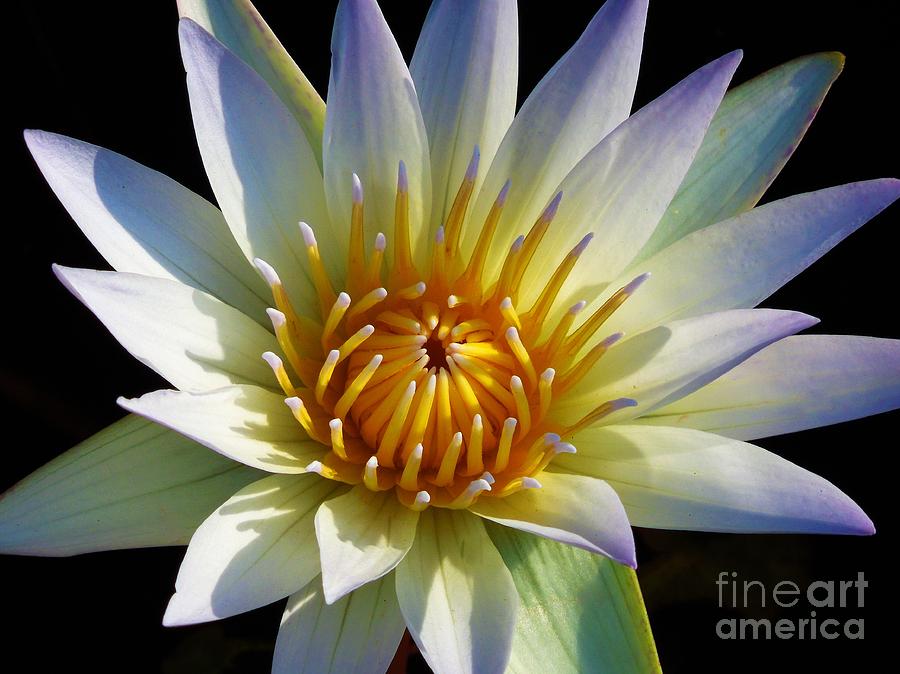 Flower Photograph - Fairest Lily by Chad and Stacey Hall