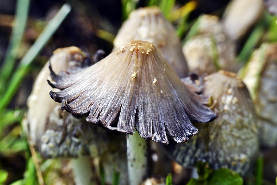 Fairie Mushroom Photograph by Crystal Sturgill | Fine Art America