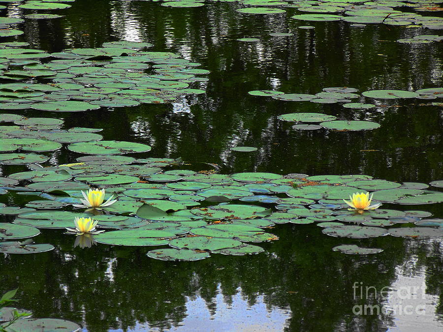 Fairmount Park lily pond Photograph by Daun Soden-Greene