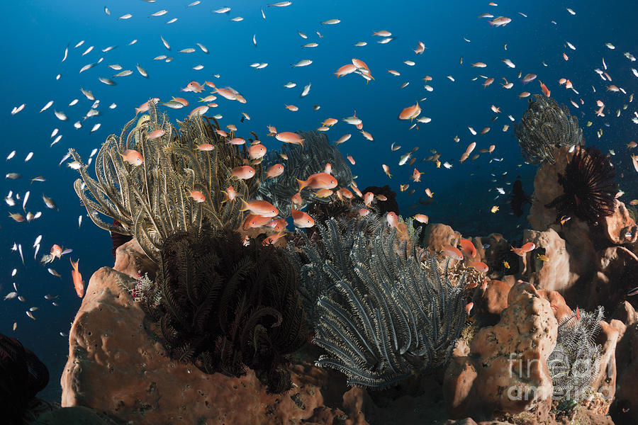 Fairy Basslets On Bali Reef Photograph by Reinhard Dirscherl