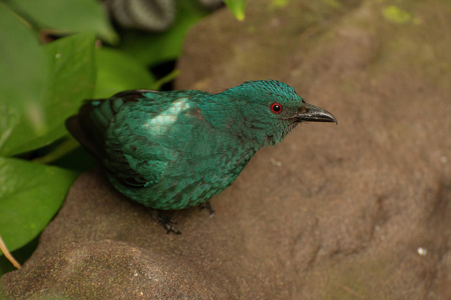 Fairy Bluebird 5 Photograph by Flees Photos - Fine Art America