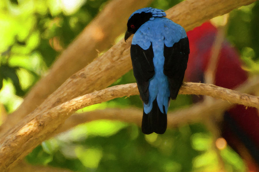 Bluebird Photograph - Fairy bluebird Male Digital oil  by Flees Photos