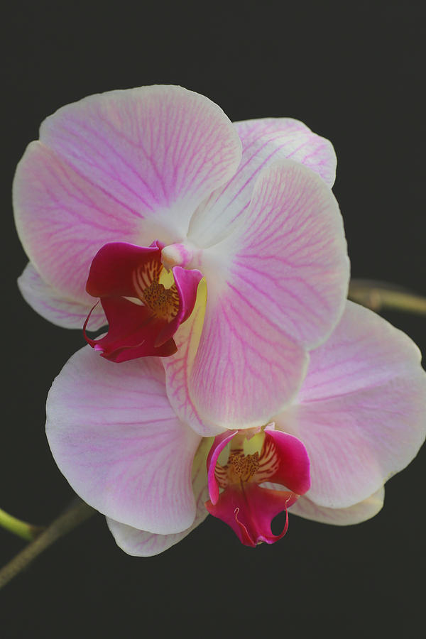 Fairy Blush Orchids Photograph by Tammy Pool