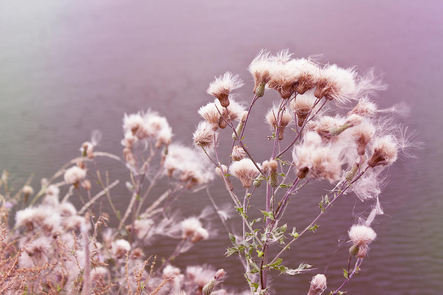 Fairy Cotton Photograph by Shawna Rowe