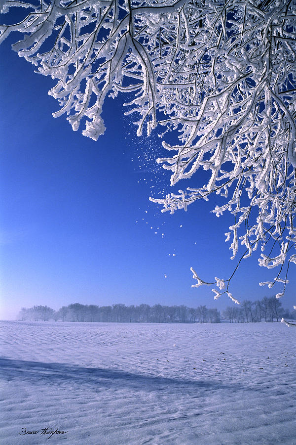 Frost Photograph - Fairy Dust by Bruce Thompson Frost Photograph - Fairy Dust by Bruce Thompson