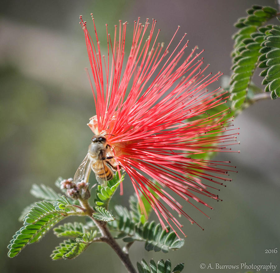 Fairy Duster Bee Photograph by Aaron Burrows
