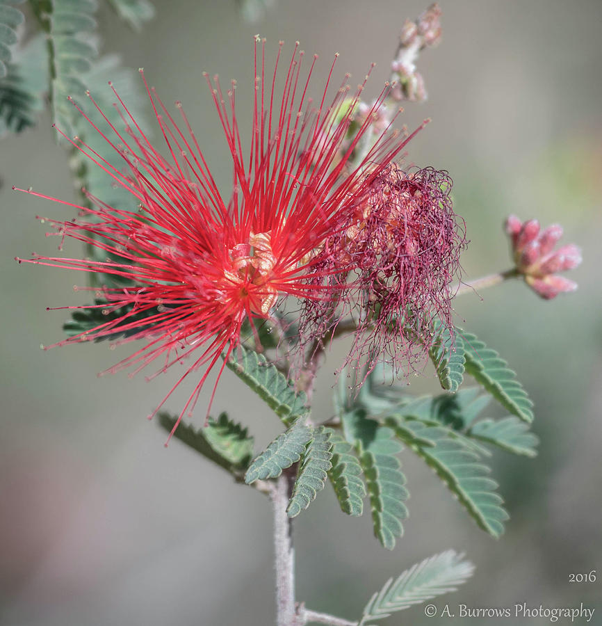Fairy Duster Red Photograph by Aaron Burrows