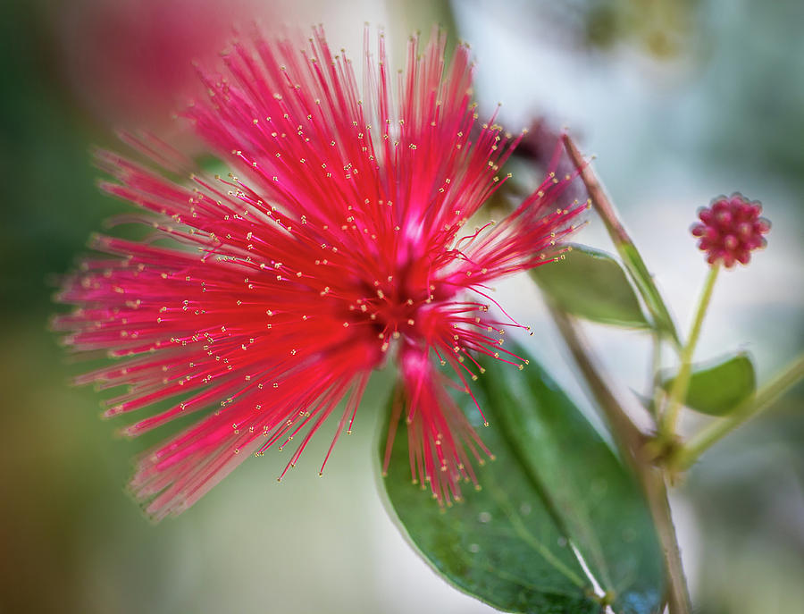 Fairy Duster Photograph by Susie Weaver