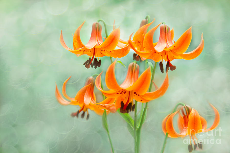 Fairy Flowers Photograph by Marilyn Cornwell - Fine Art America