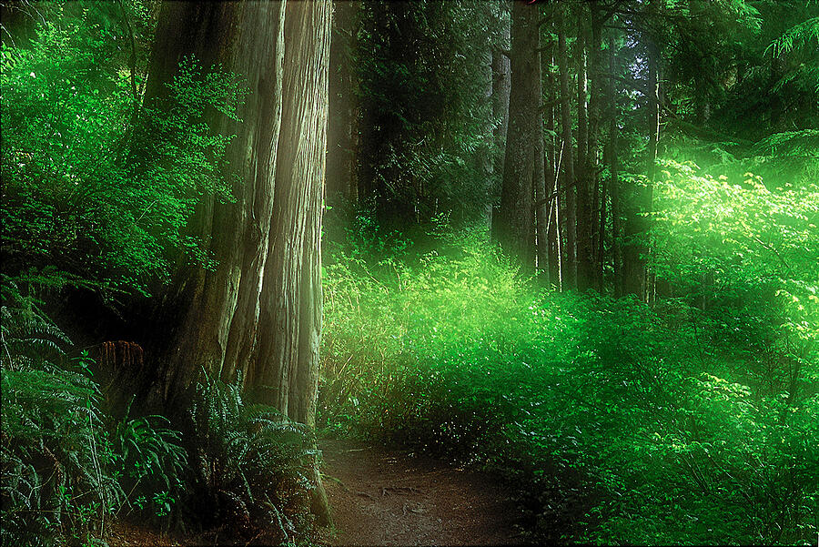 Fairy Forest Photograph by Kim Lessel