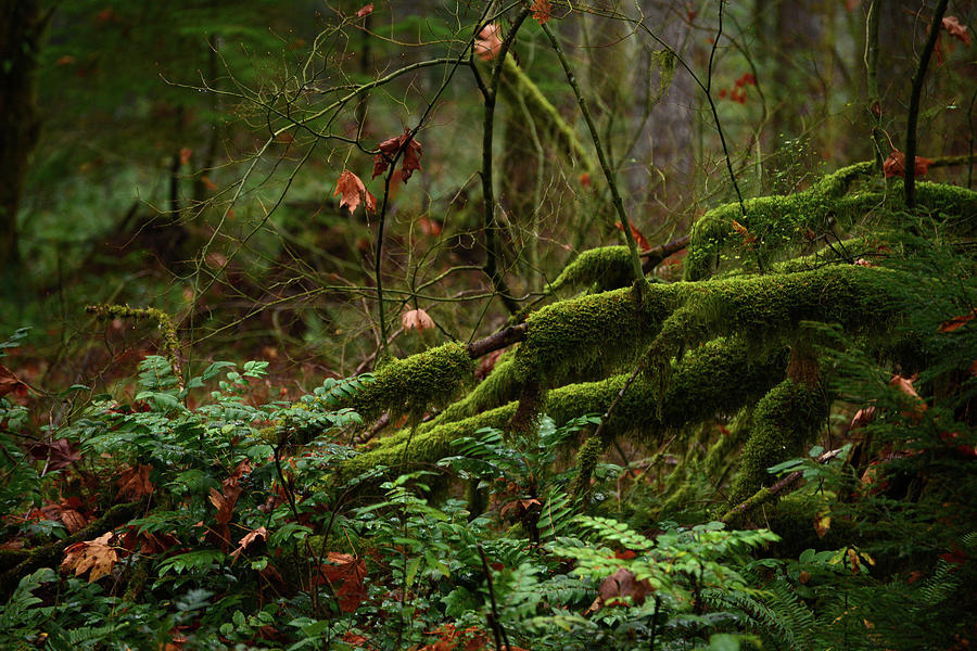 Fairy Forest Photograph by Whispering Peaks Photography