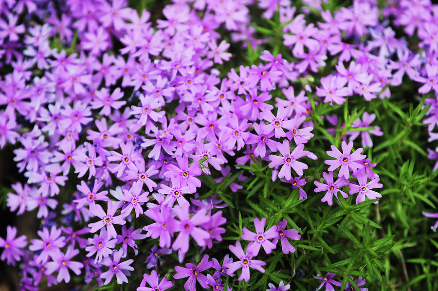 Fairy Foxglove Purple Flowers  Photograph by Jenny Rainbow
