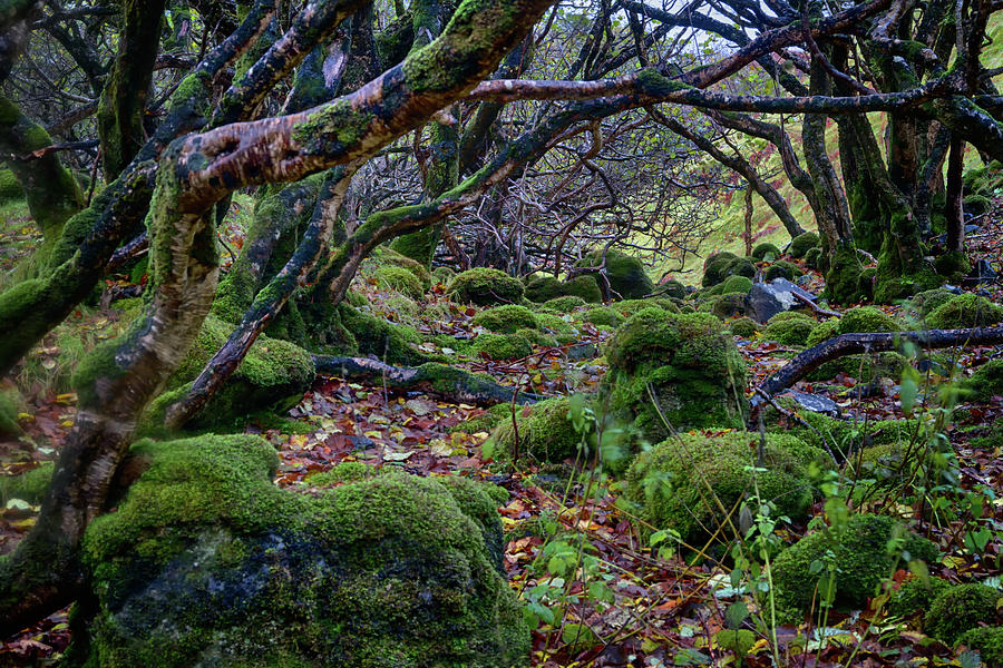 Fairy Glen Trail Photograph by Guy Shultz